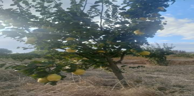 أرض للبيع فى مالكارا - تكير داغ