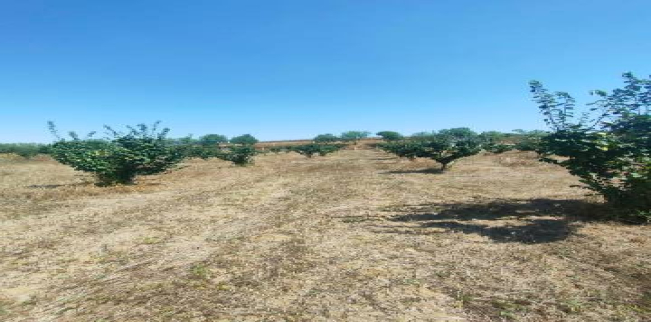 أرض للبيع فى مالكارا - تكير داغ