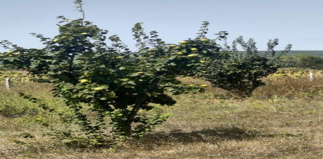 أرض للبيع فى مالكارا - تكير داغ